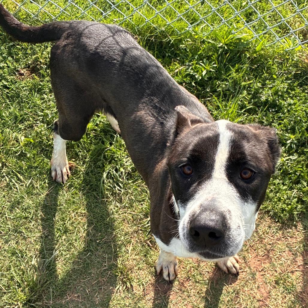 Enlarge Cookie, a Adoptable Pit Bull Terrier in Norman, OK image 1/4