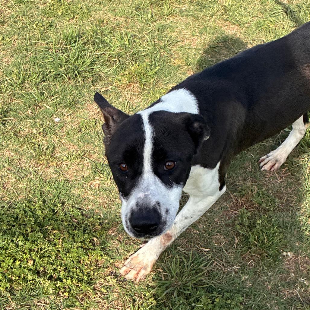 Enlarge Cookie, a Adoptable Pit Bull Terrier in Norman, OK image 2/4