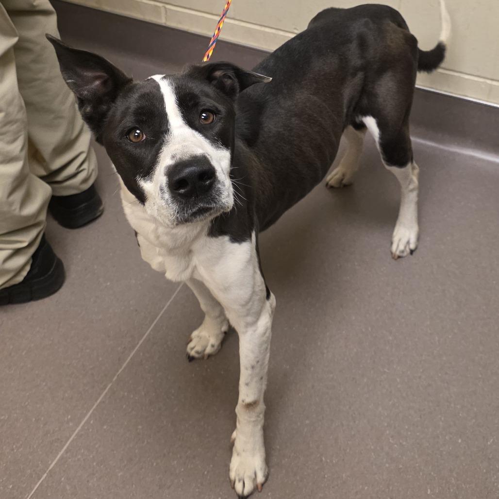 Enlarge Cookie, a Adoptable Pit Bull Terrier in Norman, OK image 3/4