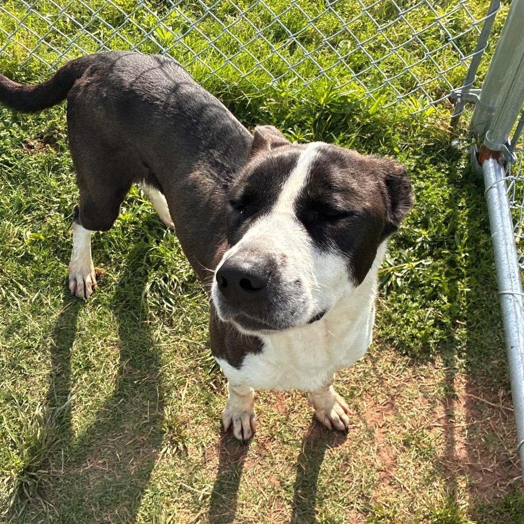 Enlarge Cookie, a Adoptable Pit Bull Terrier in Norman, OK image 4/4