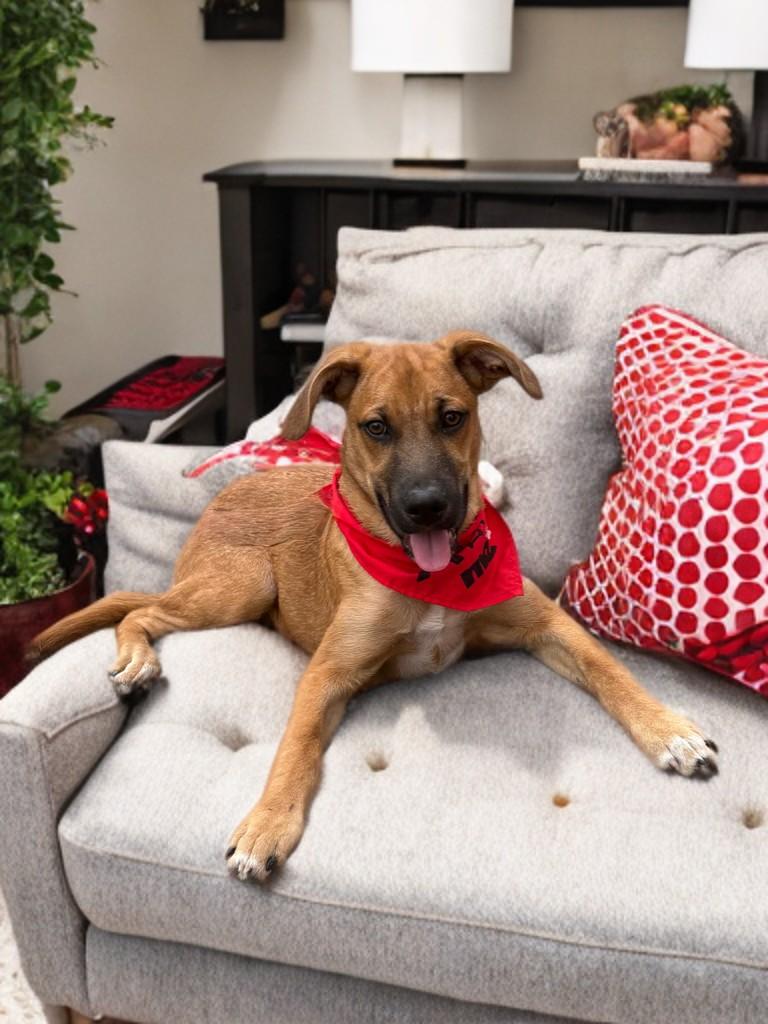Ace, Adoptable, Puppy Male Boxer & Black Mouth Cur.