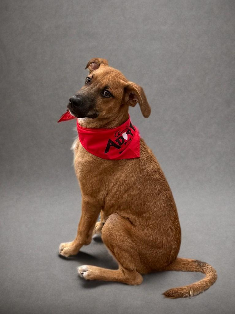 Ace, a Adoptable mixed breed in Houston, TX image 3/6