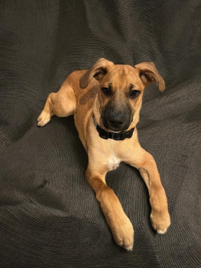 Ace, a Adoptable mixed breed in Houston, TX image 5/6