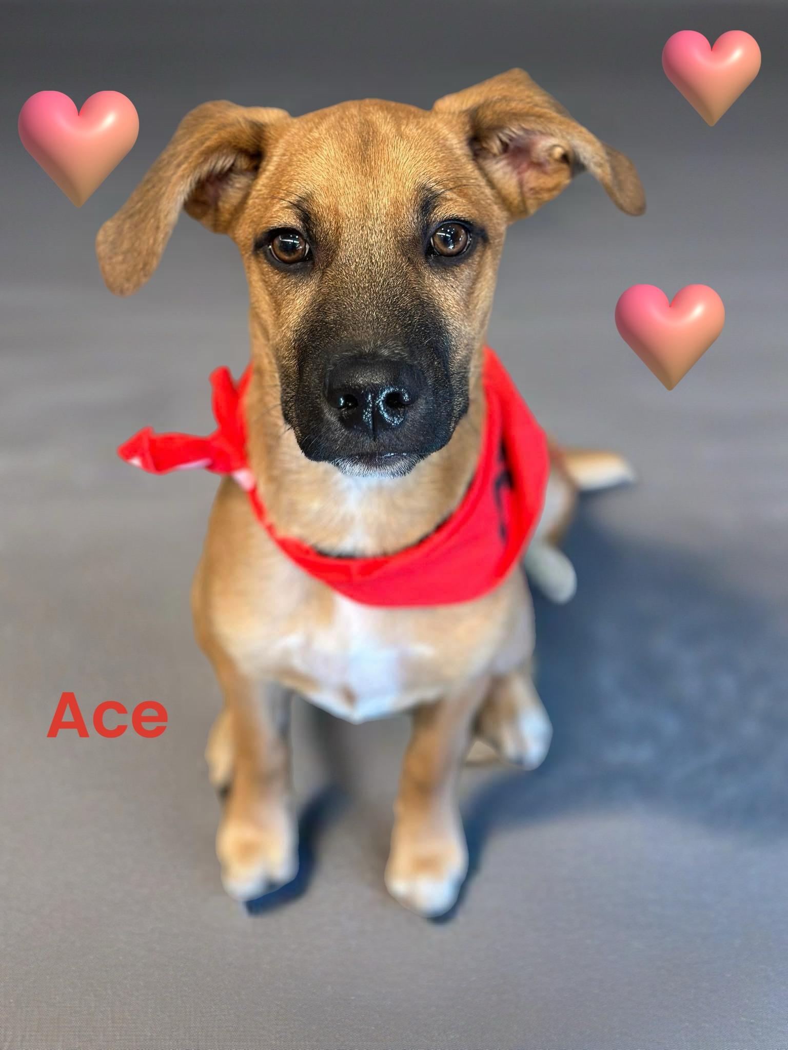 Ace, a Adoptable mixed breed in Houston, TX image 4/6