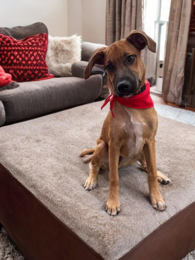 Ace, a Adoptable mixed breed in Houston, TX image 2/6