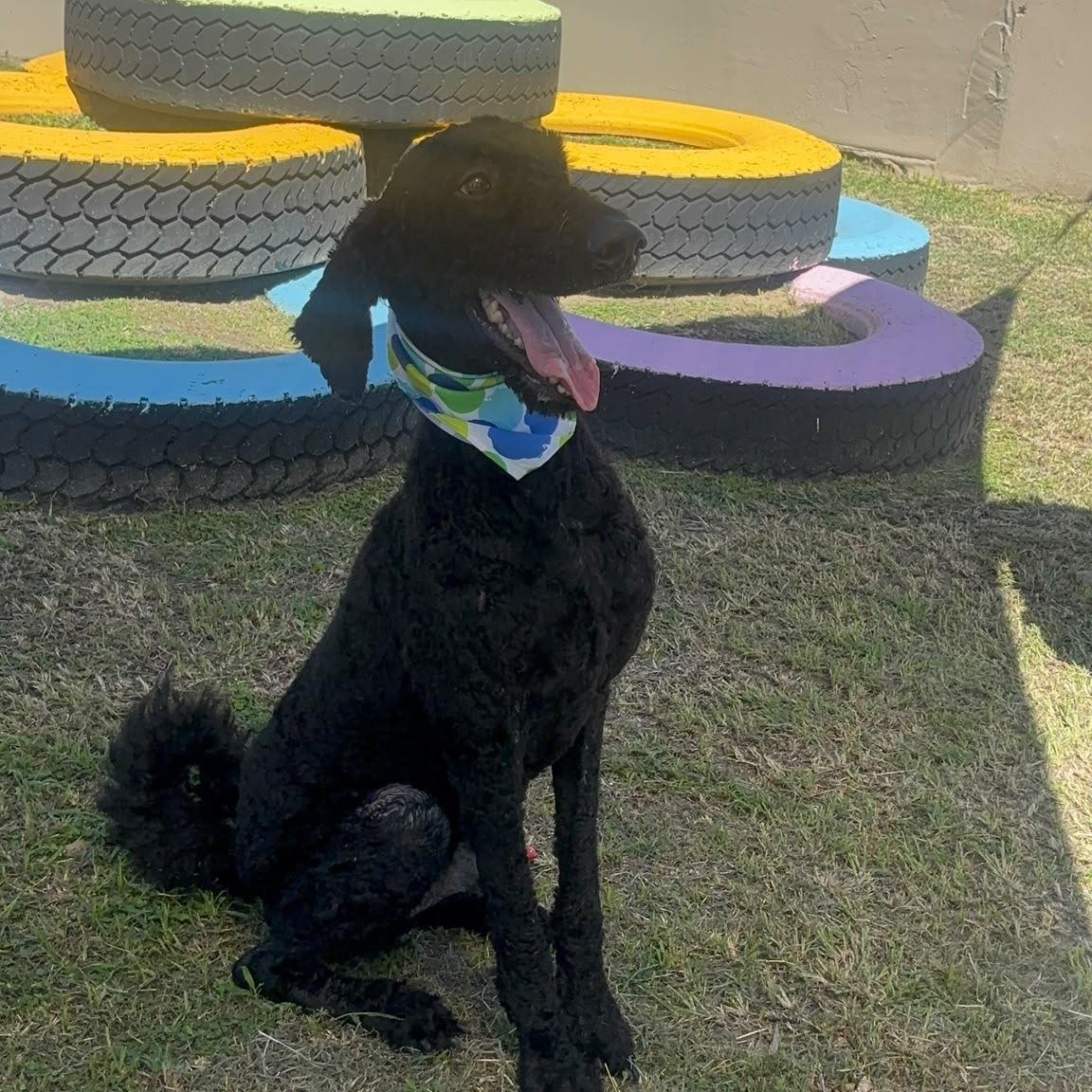 Enlarge Anubis, a Adoptable Standard Poodle in Philadelphia, PA image 3/6