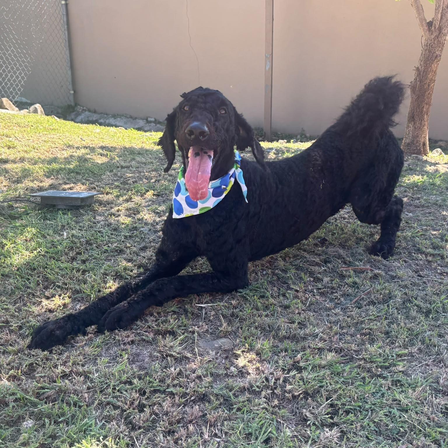 Enlarge Anubis, a Adoptable Standard Poodle in Philadelphia, PA image 5/6