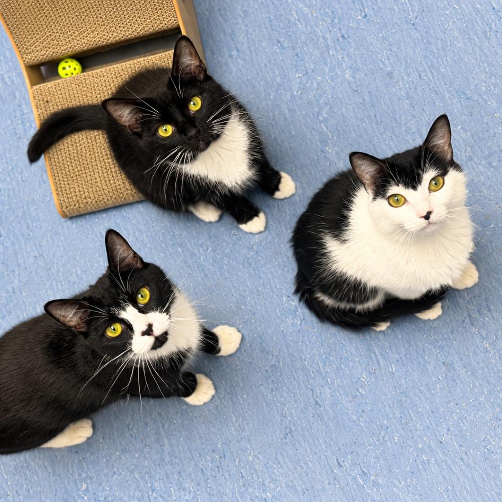 Enlarge Oreo, a Adoptable Domestic Short Hair in Hopkinton, MA image 1/4
