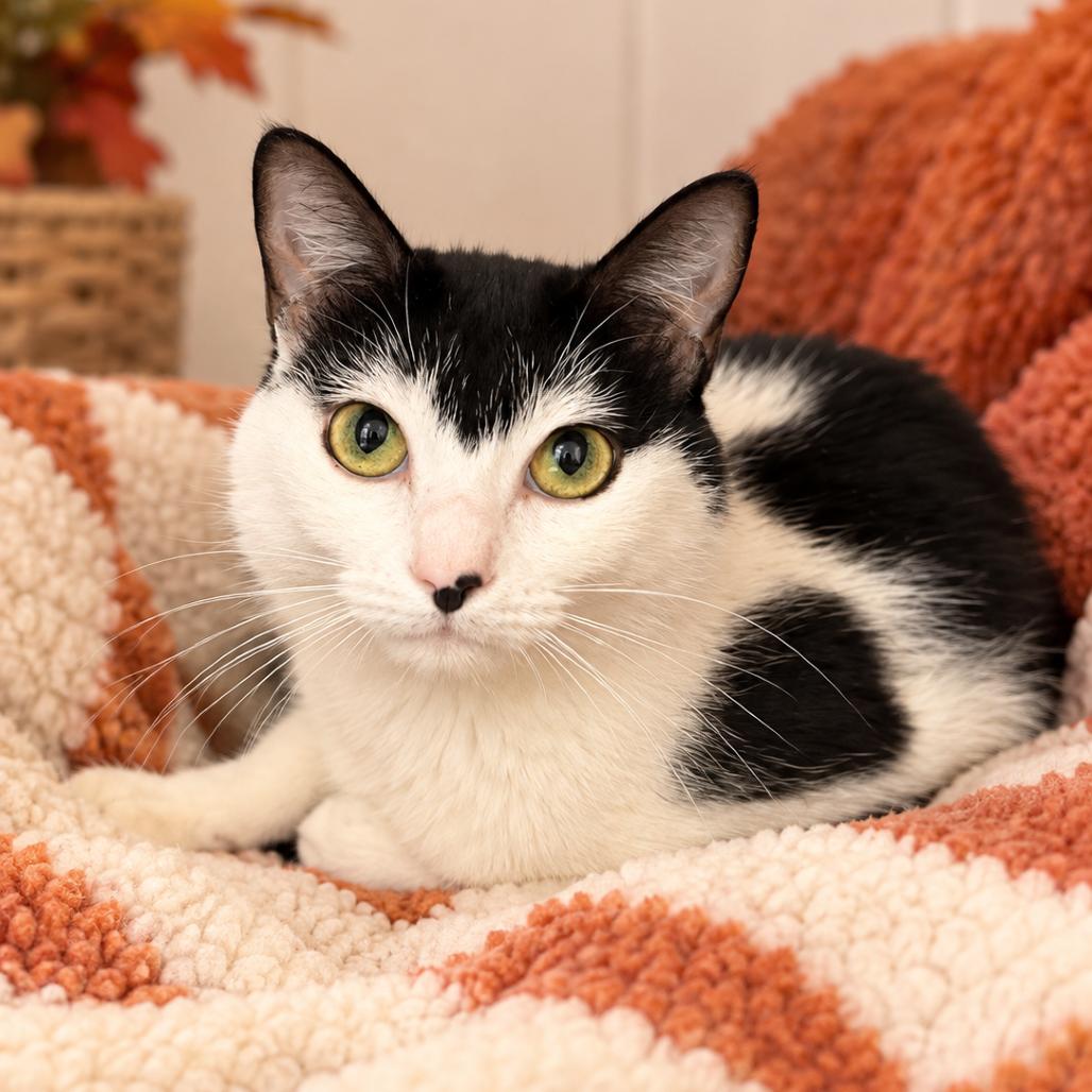 Enlarge Oreo, a Adoptable Domestic Short Hair in Hopkinton, MA image 2/4
