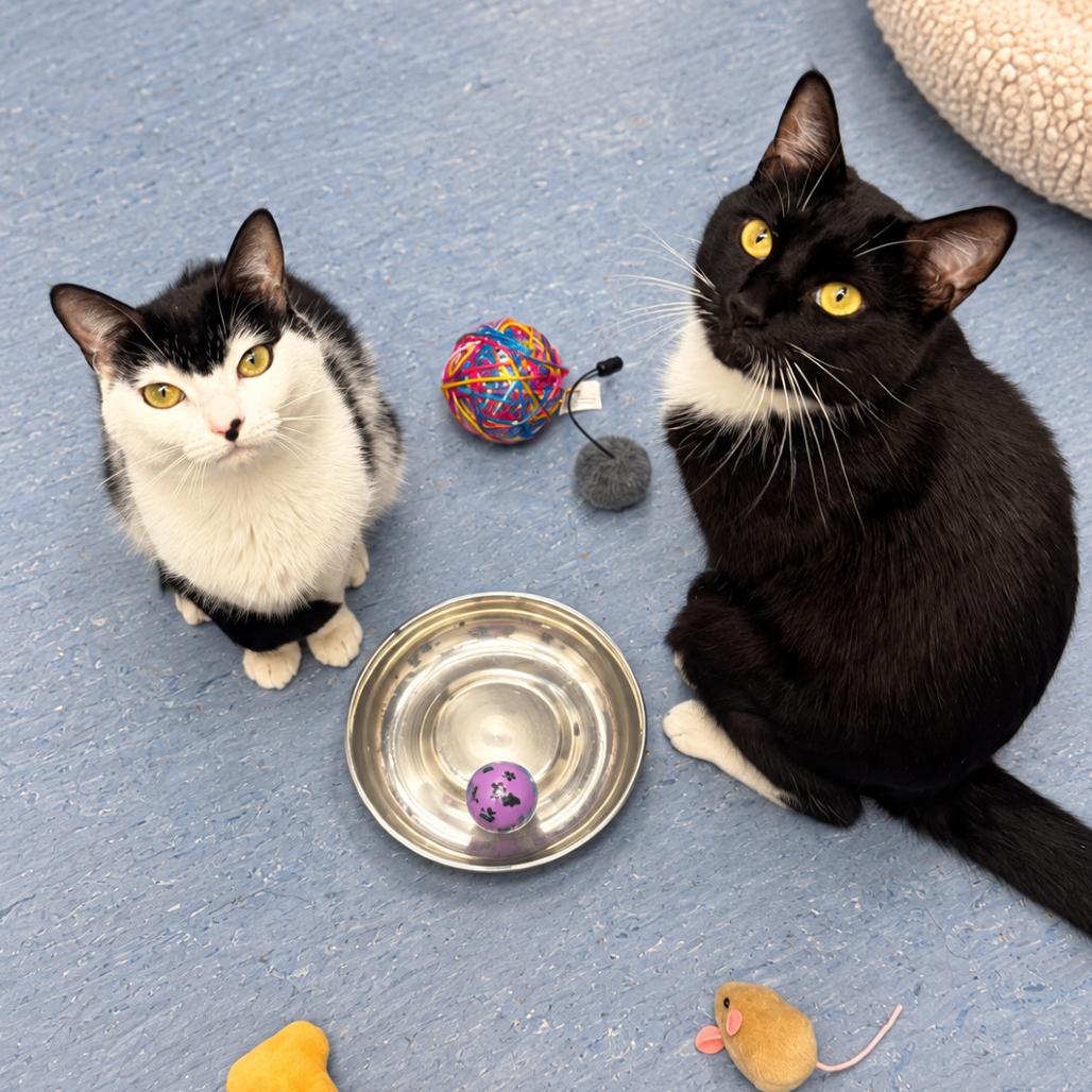 Enlarge Oreo, a Adoptable Domestic Short Hair in Hopkinton, MA image 4/4