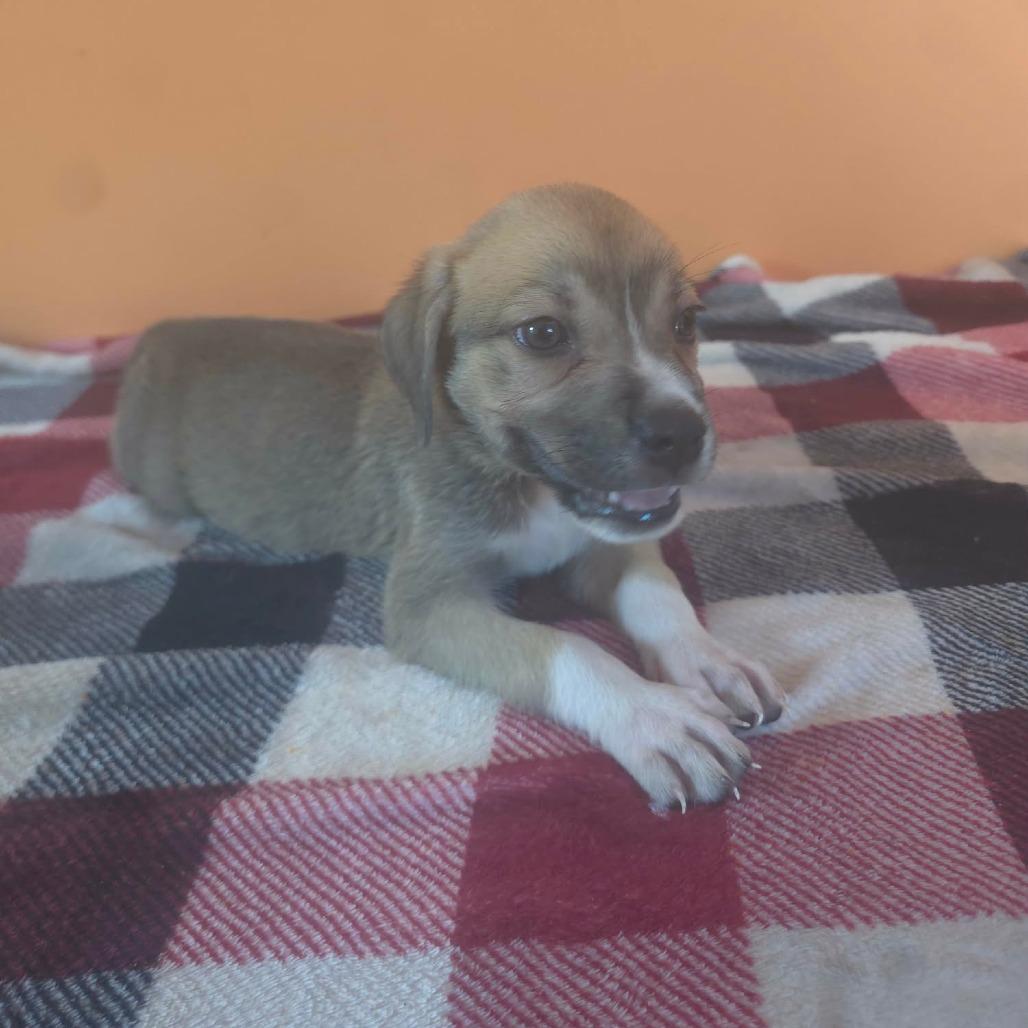 Venus, Adoptable, Puppy Female Anatolian Shepherd & Mixed Breed.
