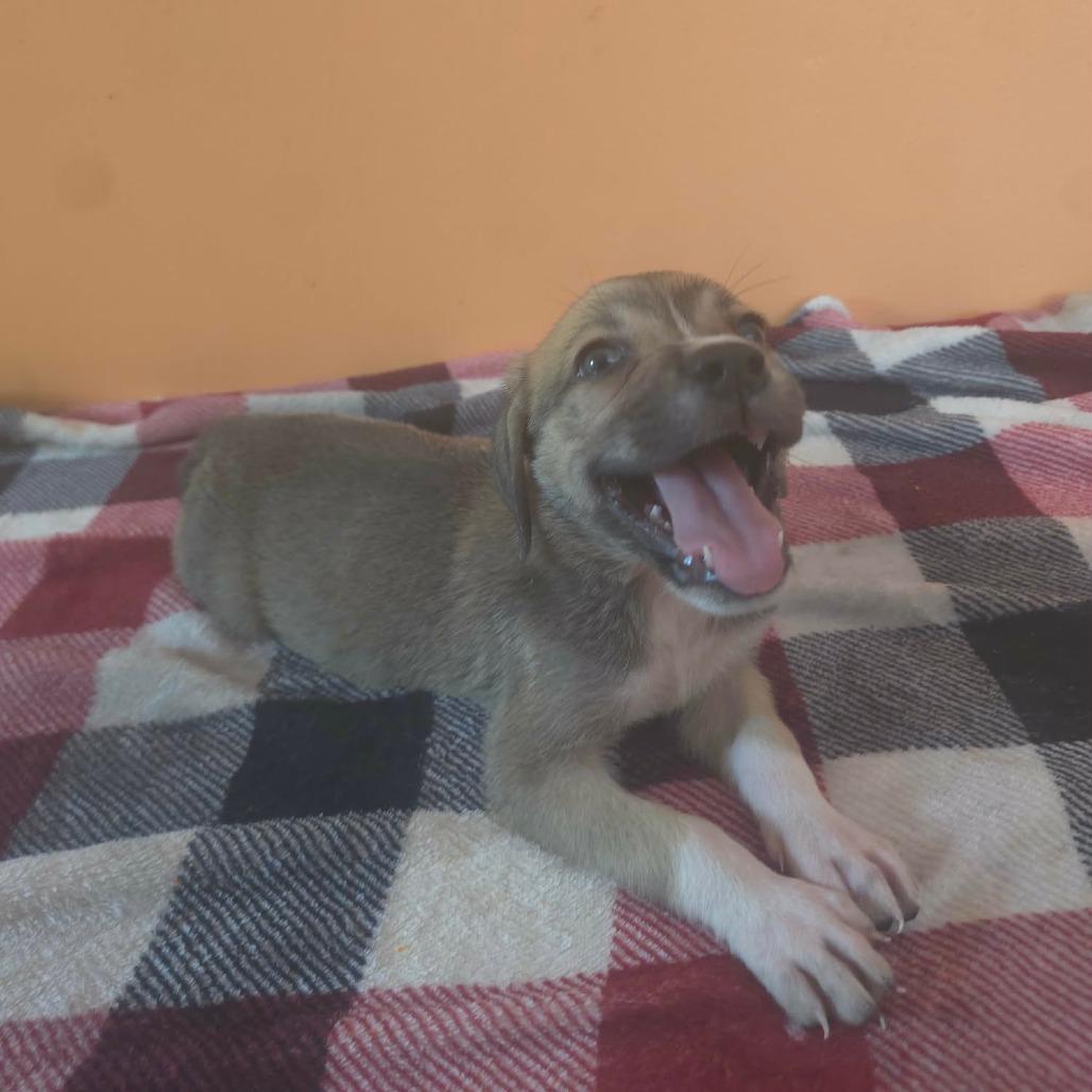 Enlarge Venus, a Adoptable mixed breed in Aberdeen, NC image 2/6