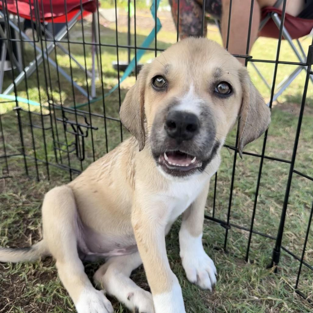 Enlarge Venus, a Adoptable mixed breed in Aberdeen, NC image 3/6