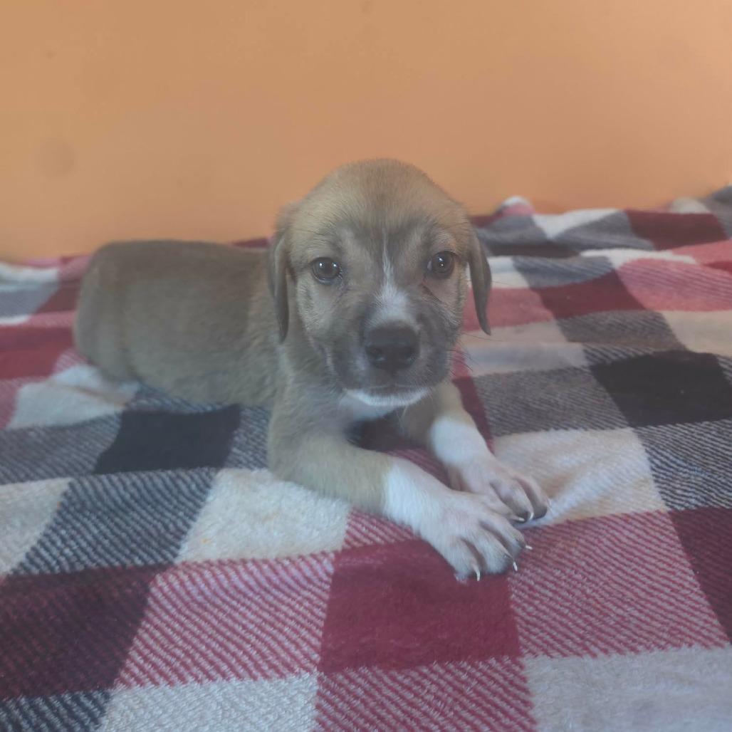 Enlarge Venus, a Adoptable mixed breed in Aberdeen, NC image 4/6
