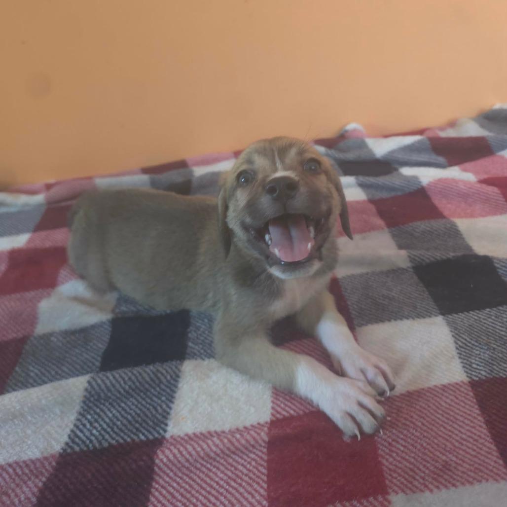 Enlarge Venus, a Adoptable mixed breed in Aberdeen, NC image 5/6