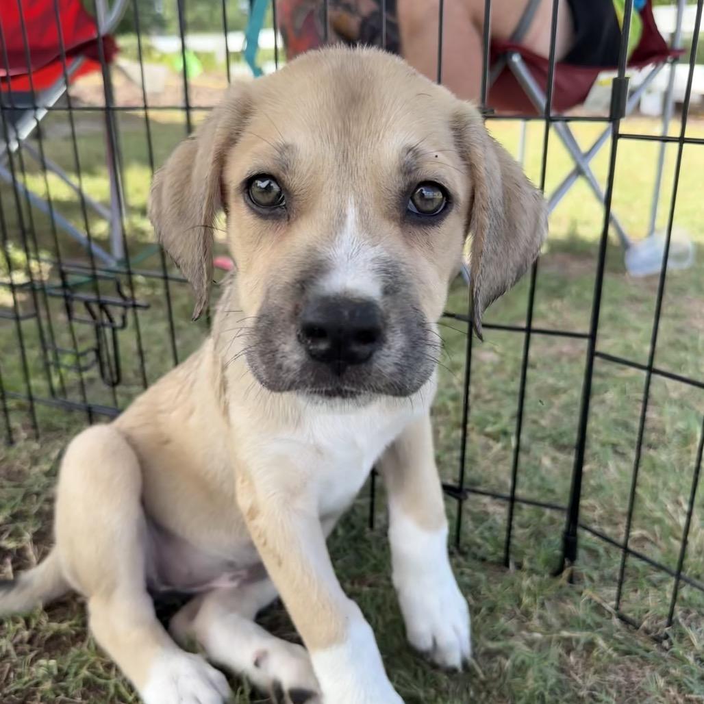 Enlarge Venus, a Adoptable mixed breed in Aberdeen, NC image 6/6