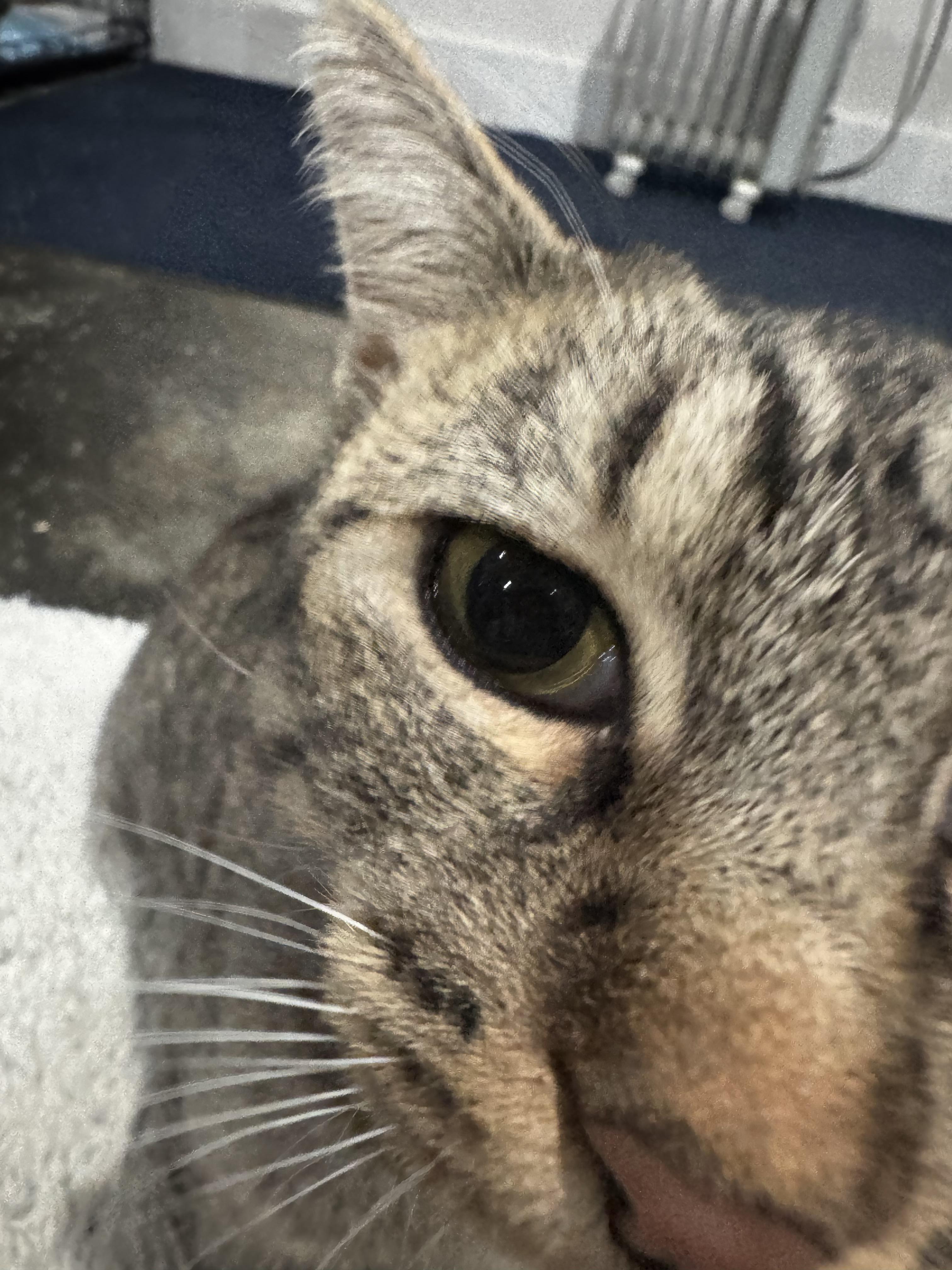 Honeybee thumbnail 2