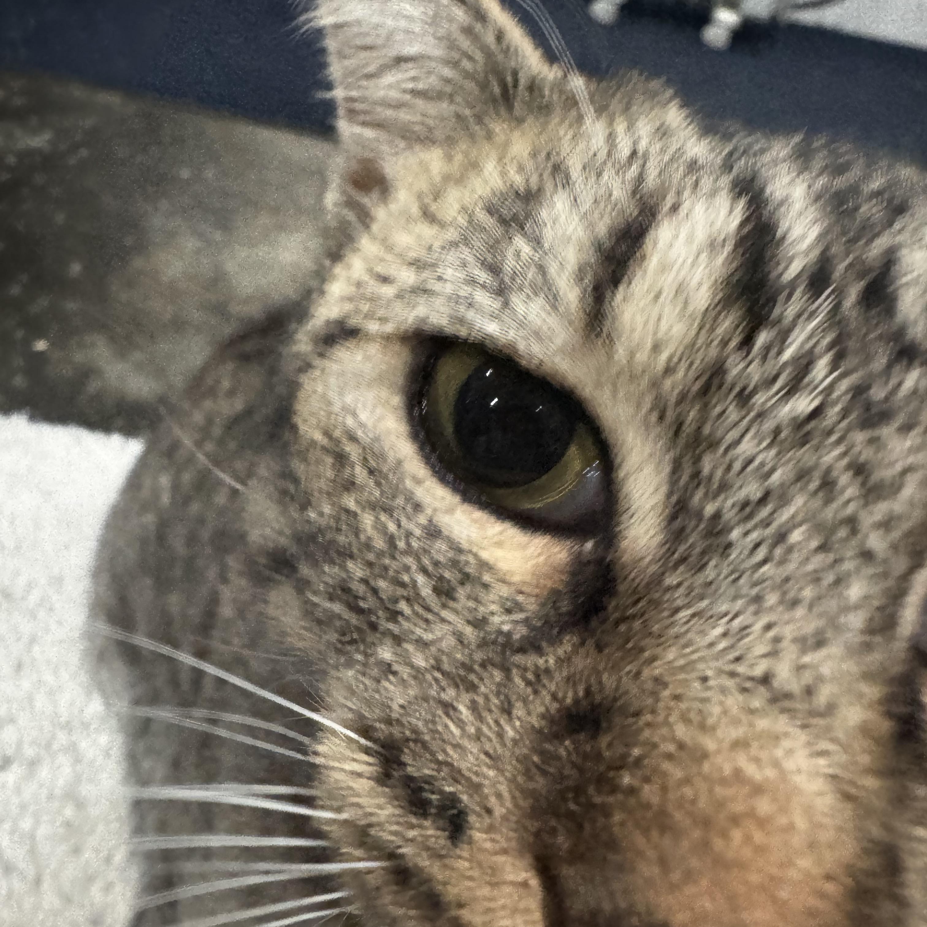 Honeybee thumbnail 2