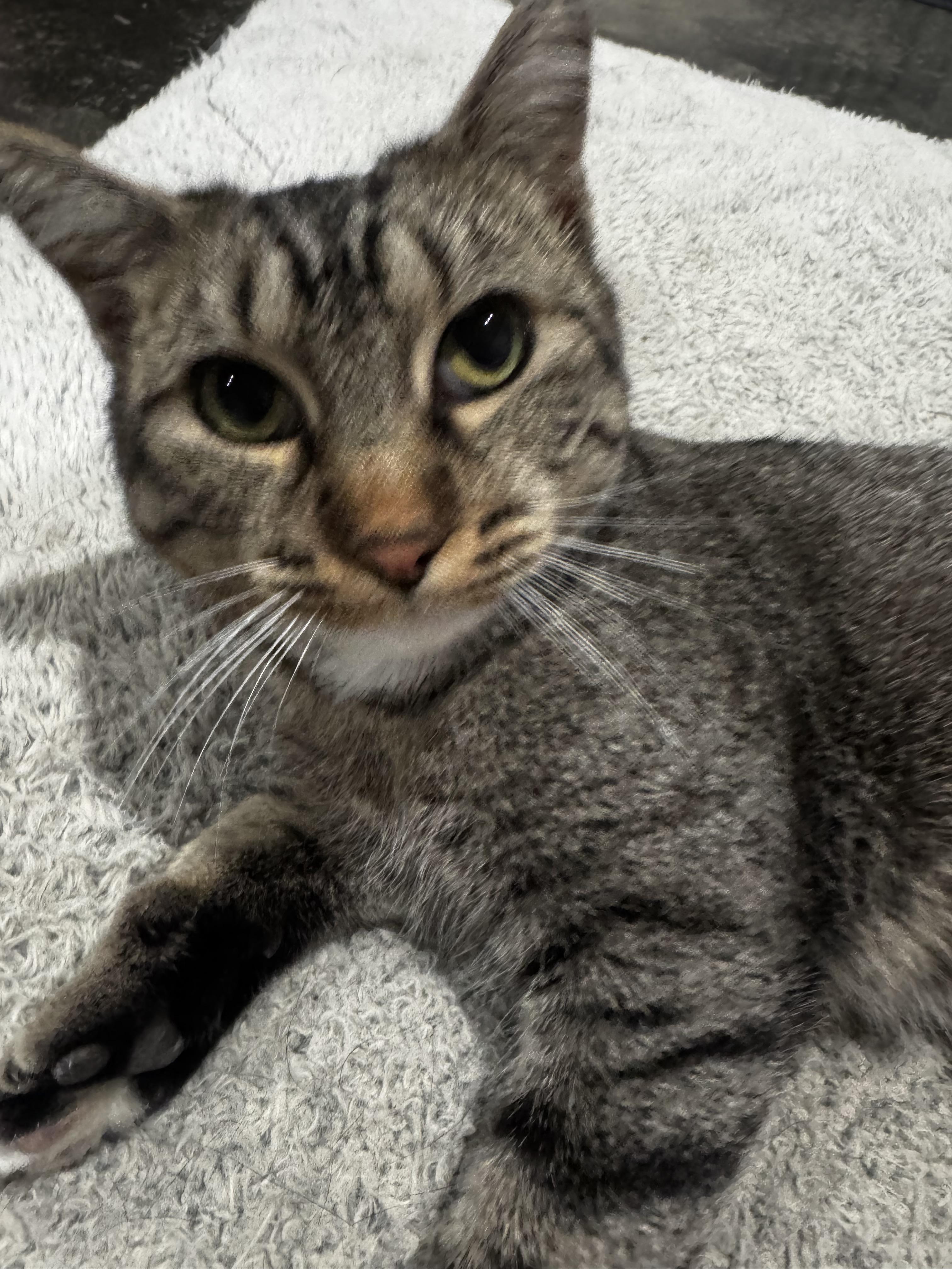 Honeybee thumbnail 3