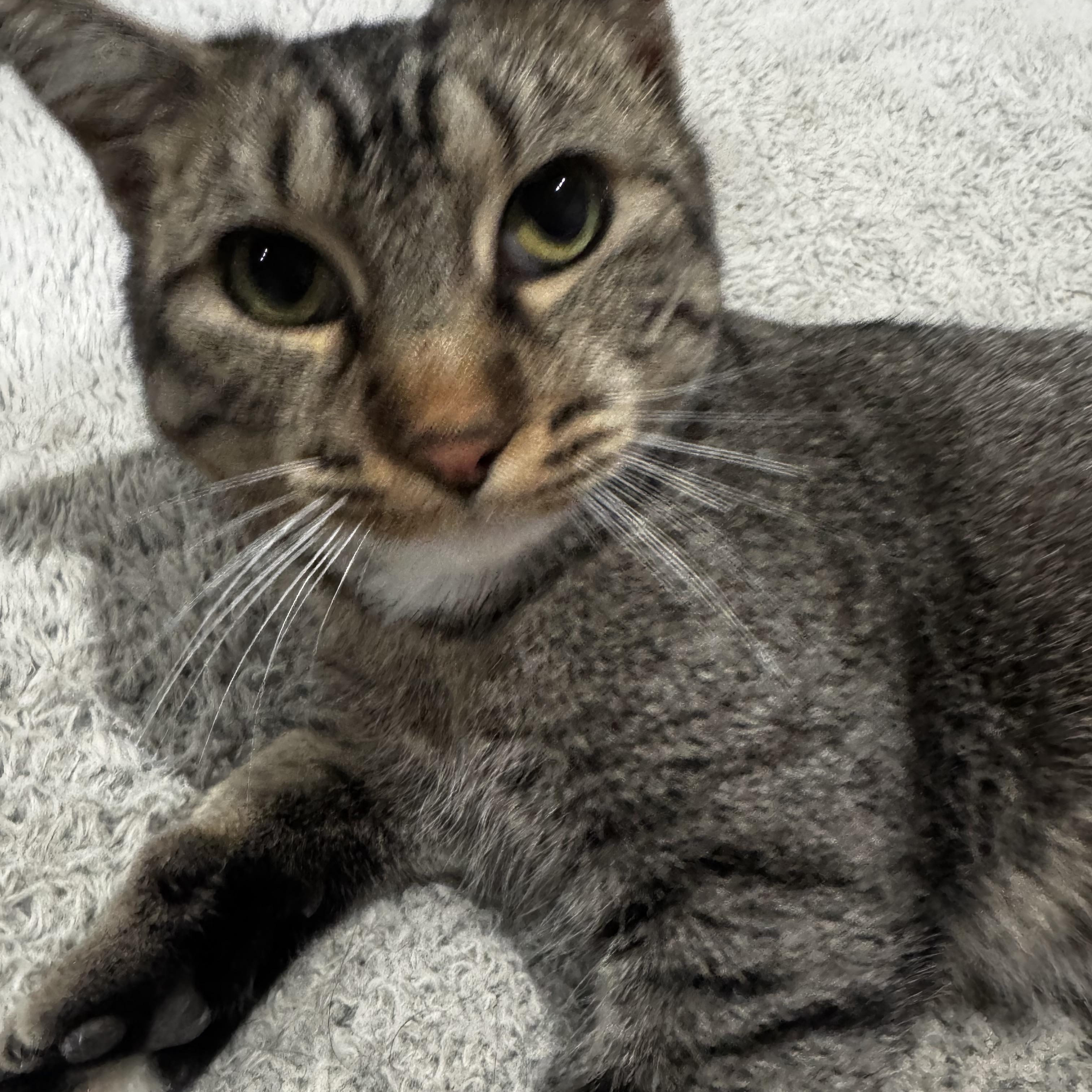 Honeybee thumbnail 3