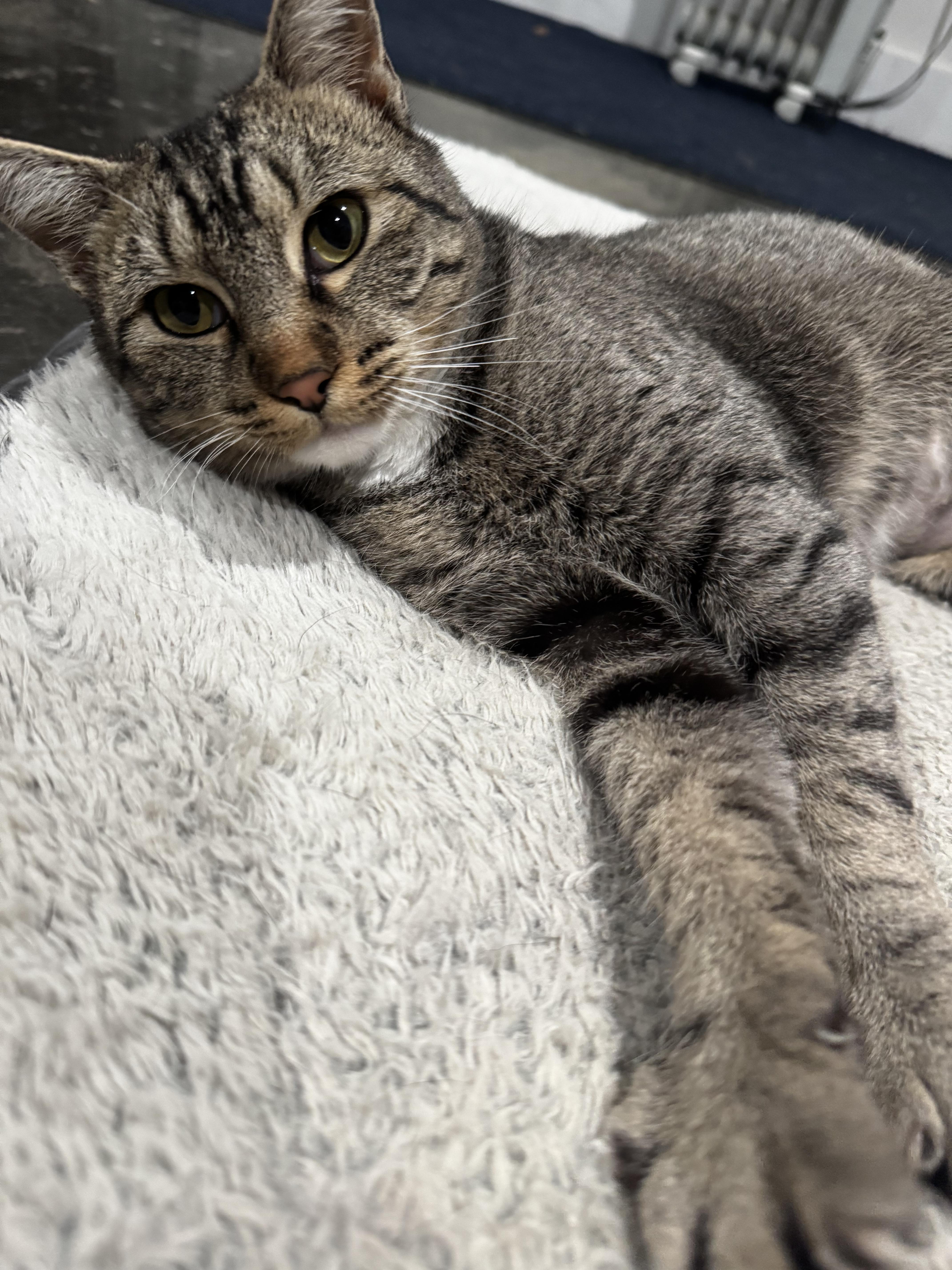 Honeybee thumbnail 5