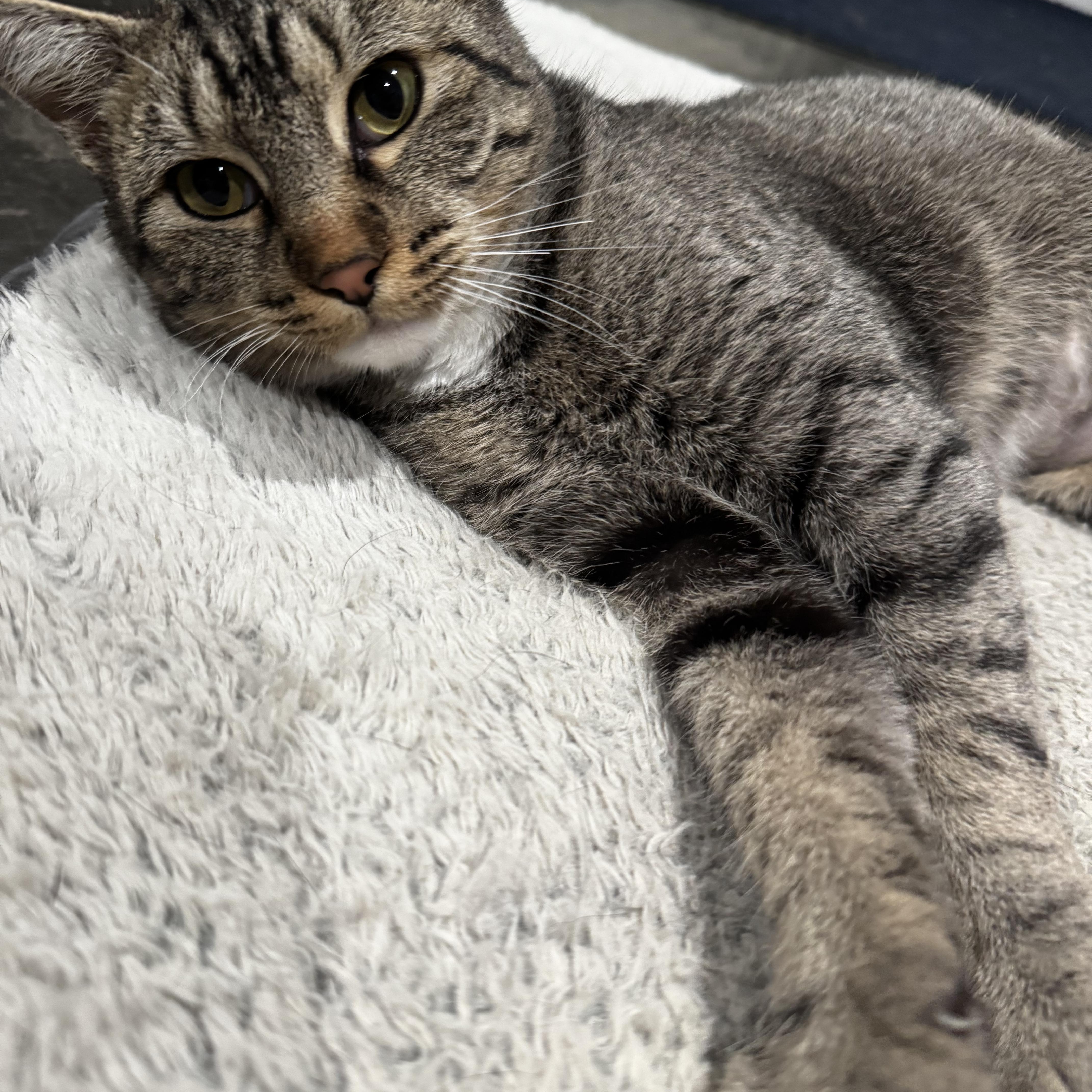 Honeybee thumbnail 4