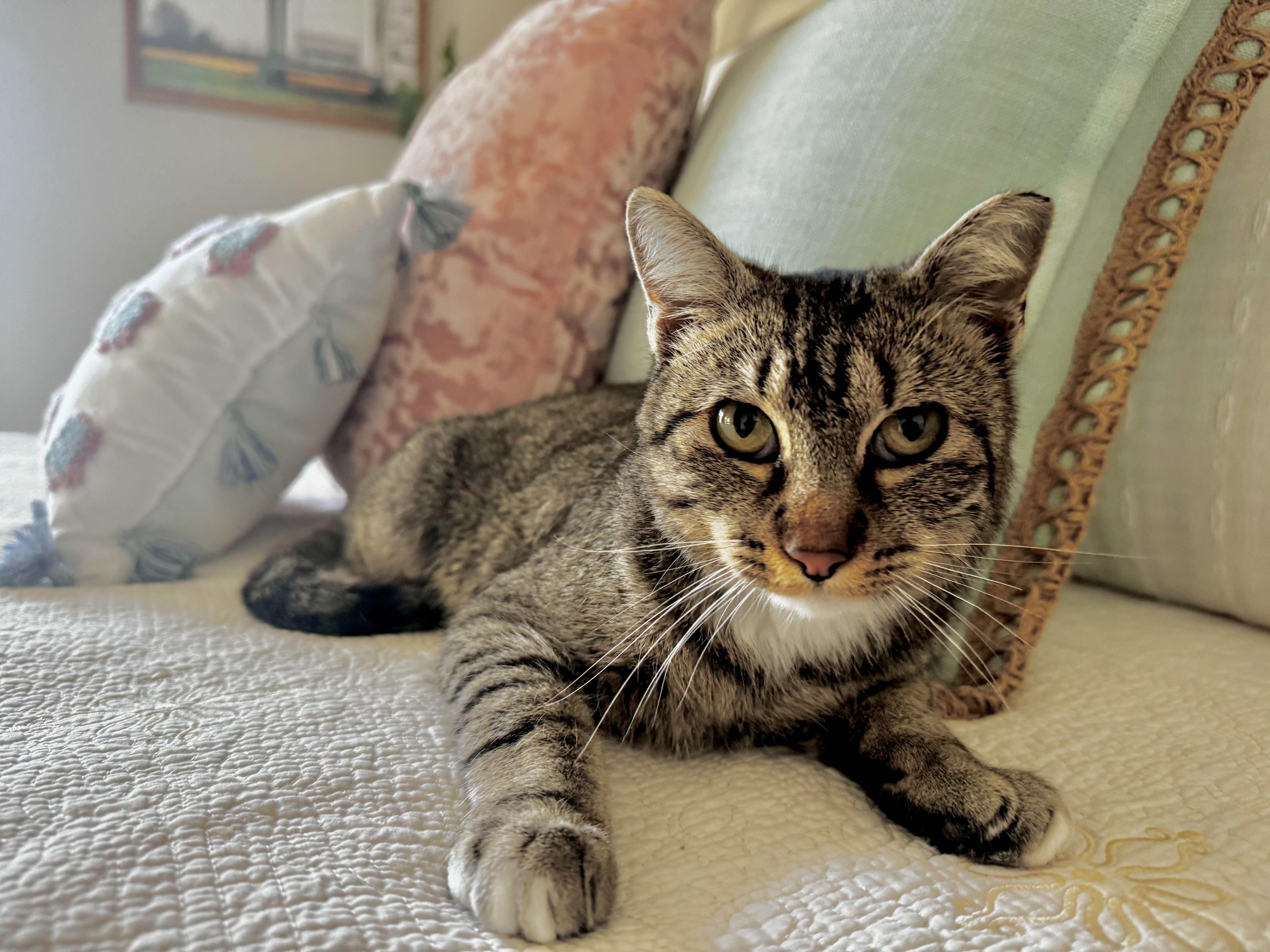 Honeybee thumbnail 4