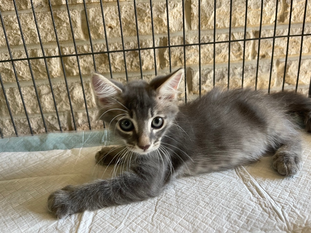 Enlarge Grayson , a Adopted mixed breed in Harvey, LA image 1/2