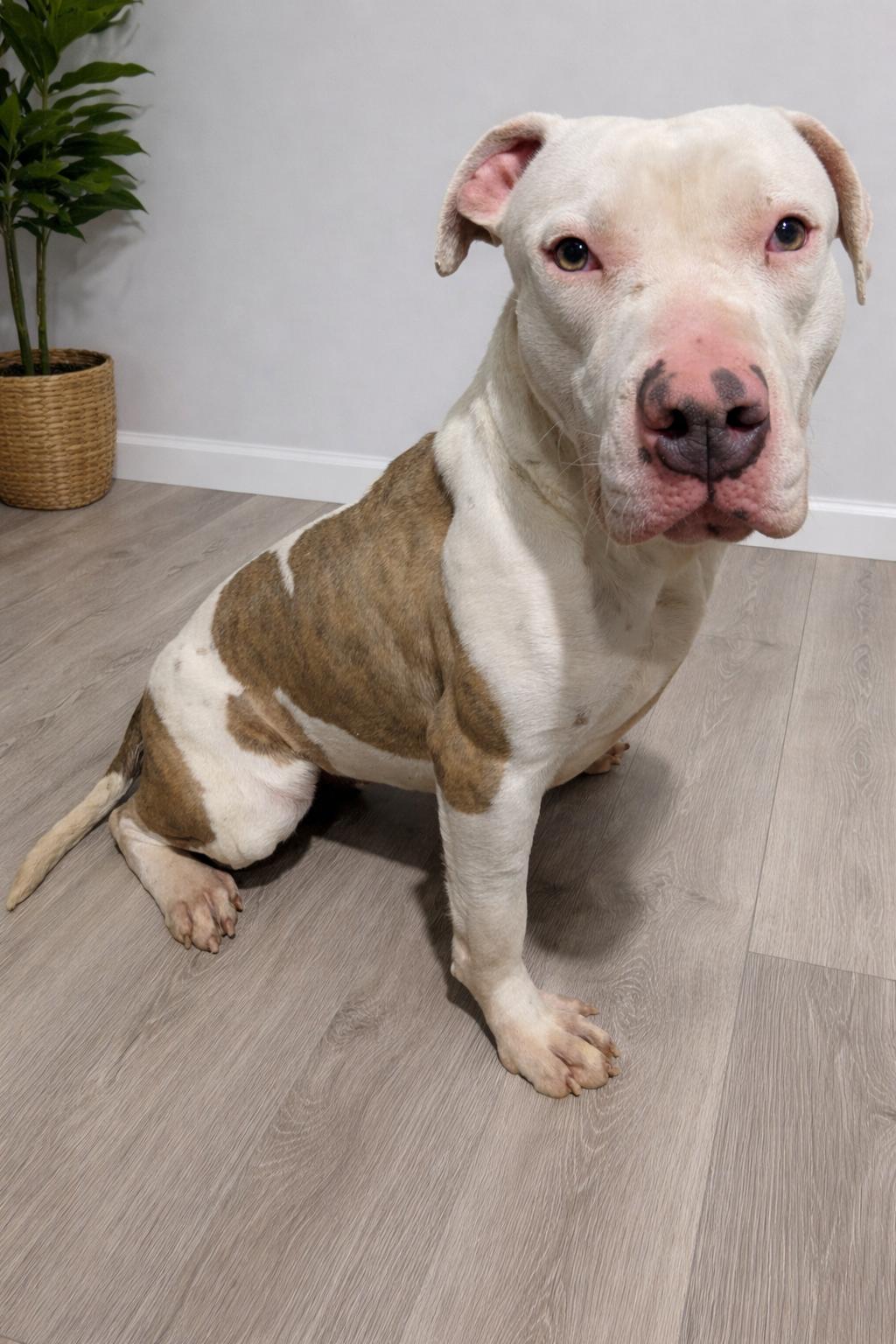 Enlarge Penelope, a ADOPTABLE Pit Bull Terrier in Jackson, GA image 1/1