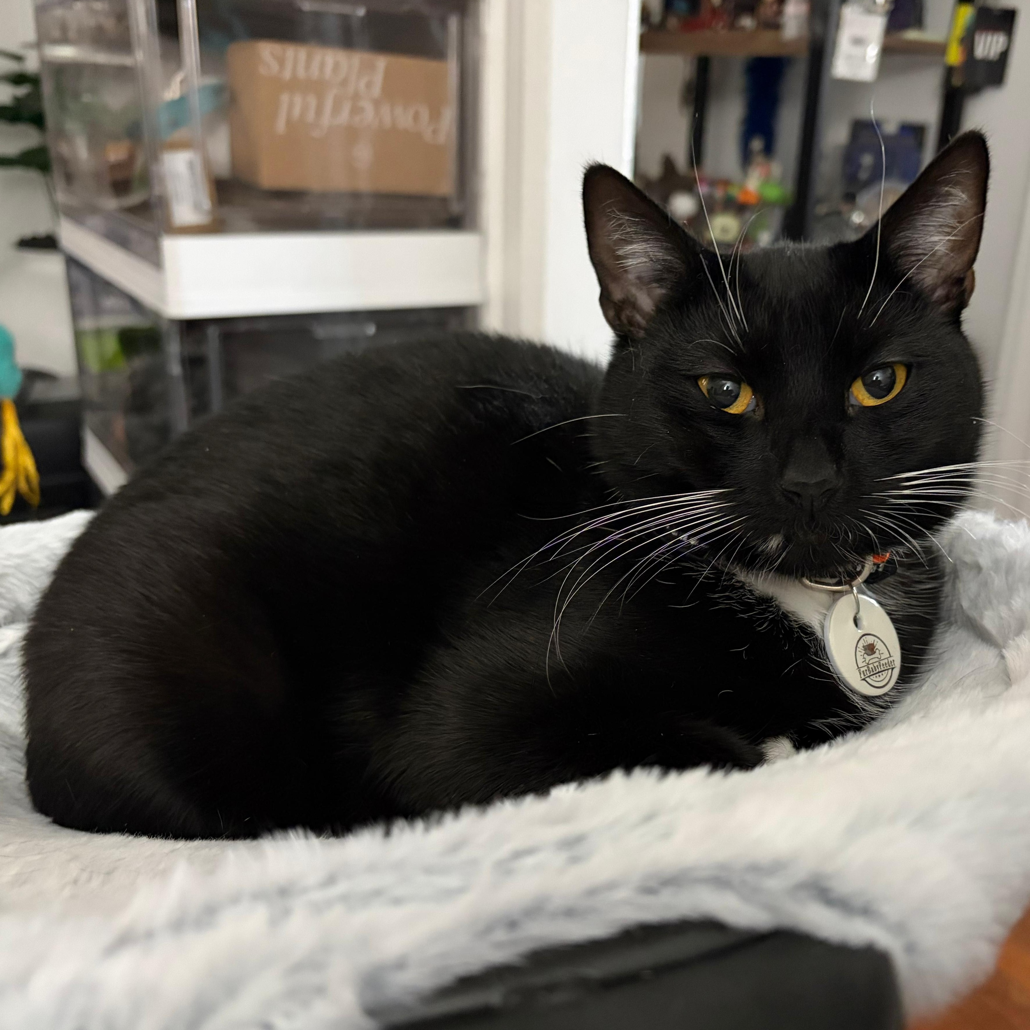 Enlarge Lady Miso, a ADOPTABLE American Shorthair in New York, NY image 1/5