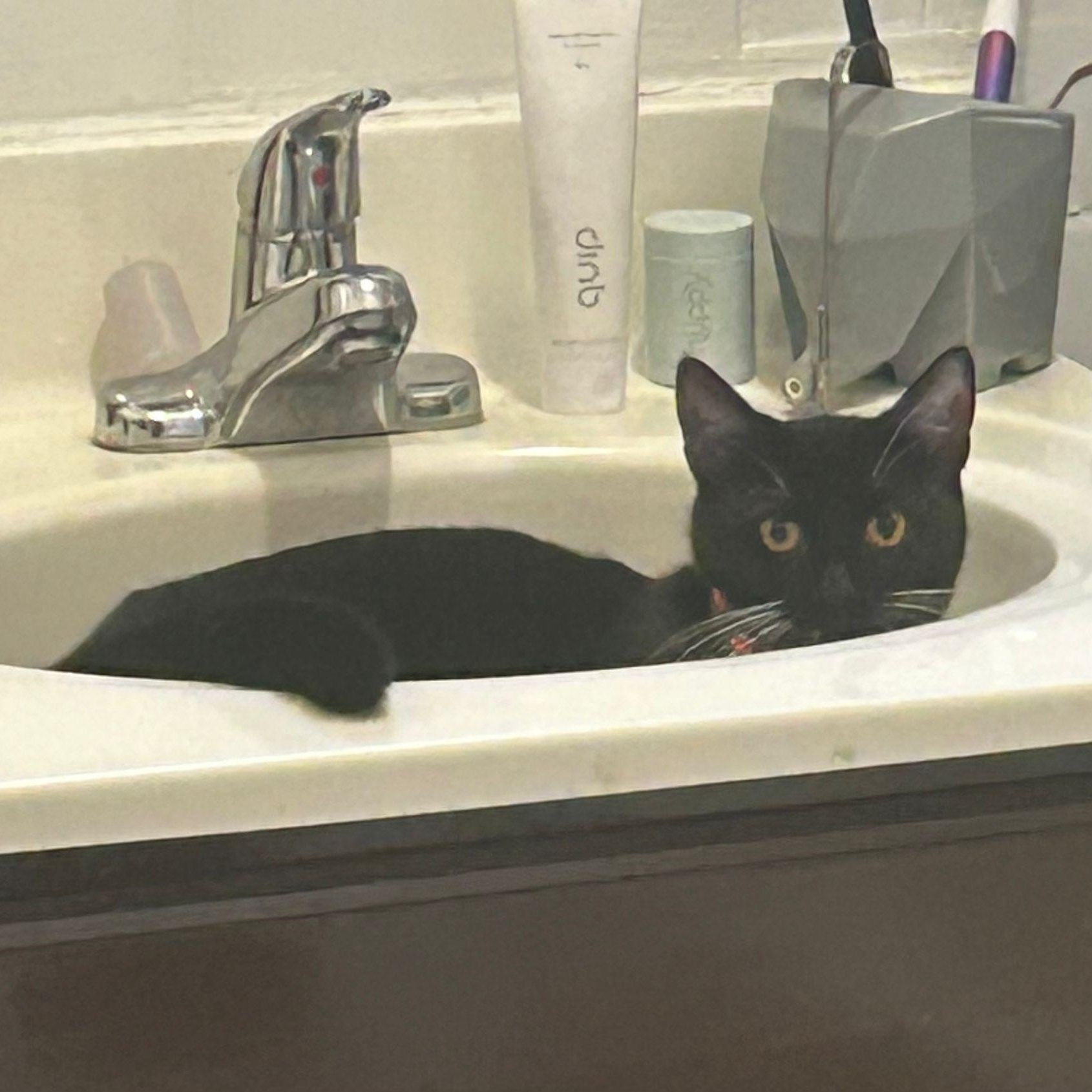 Enlarge Lady Miso, a ADOPTABLE American Shorthair in New York, NY image 5/5