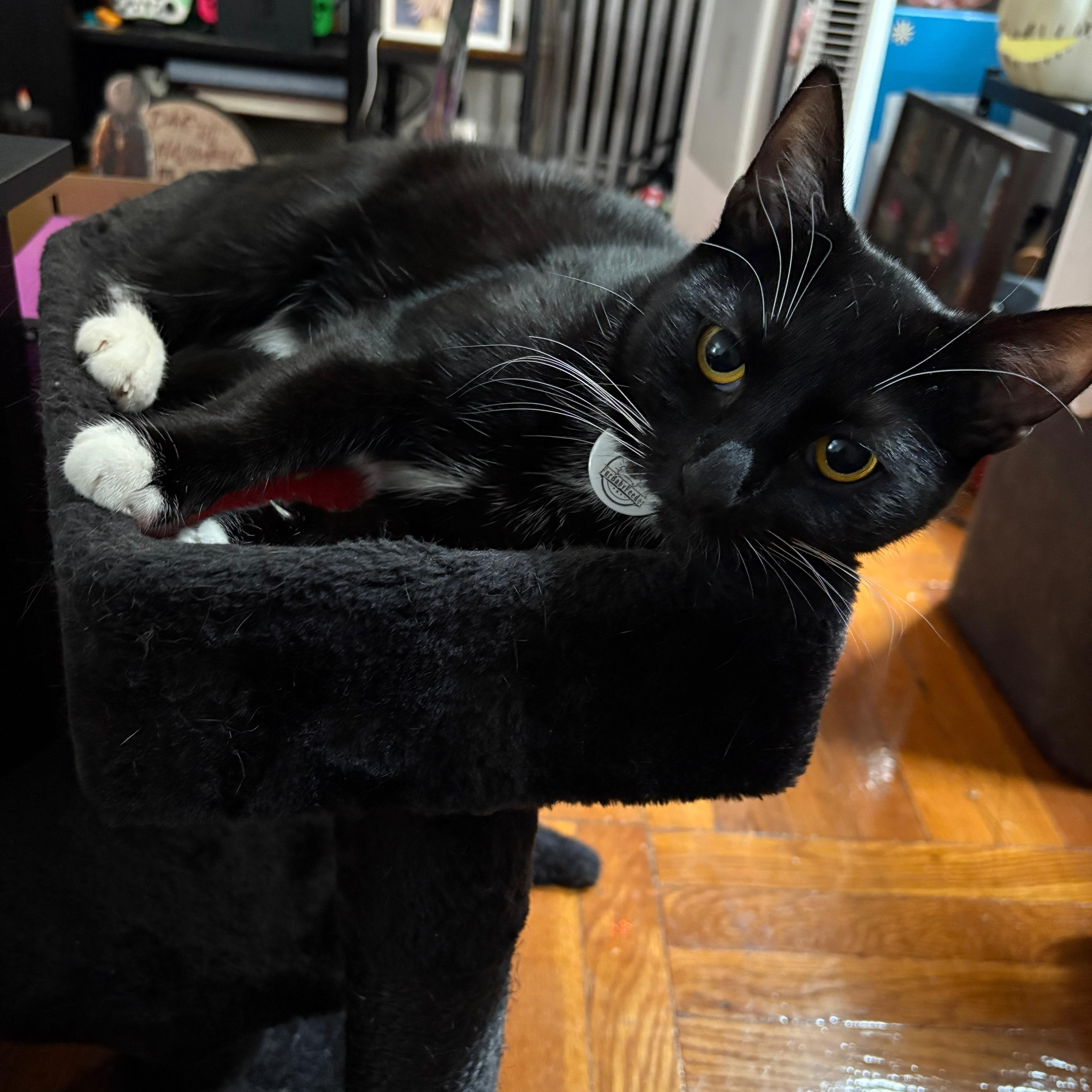 Enlarge Lady Miso, a ADOPTABLE American Shorthair in New York, NY image 2/5