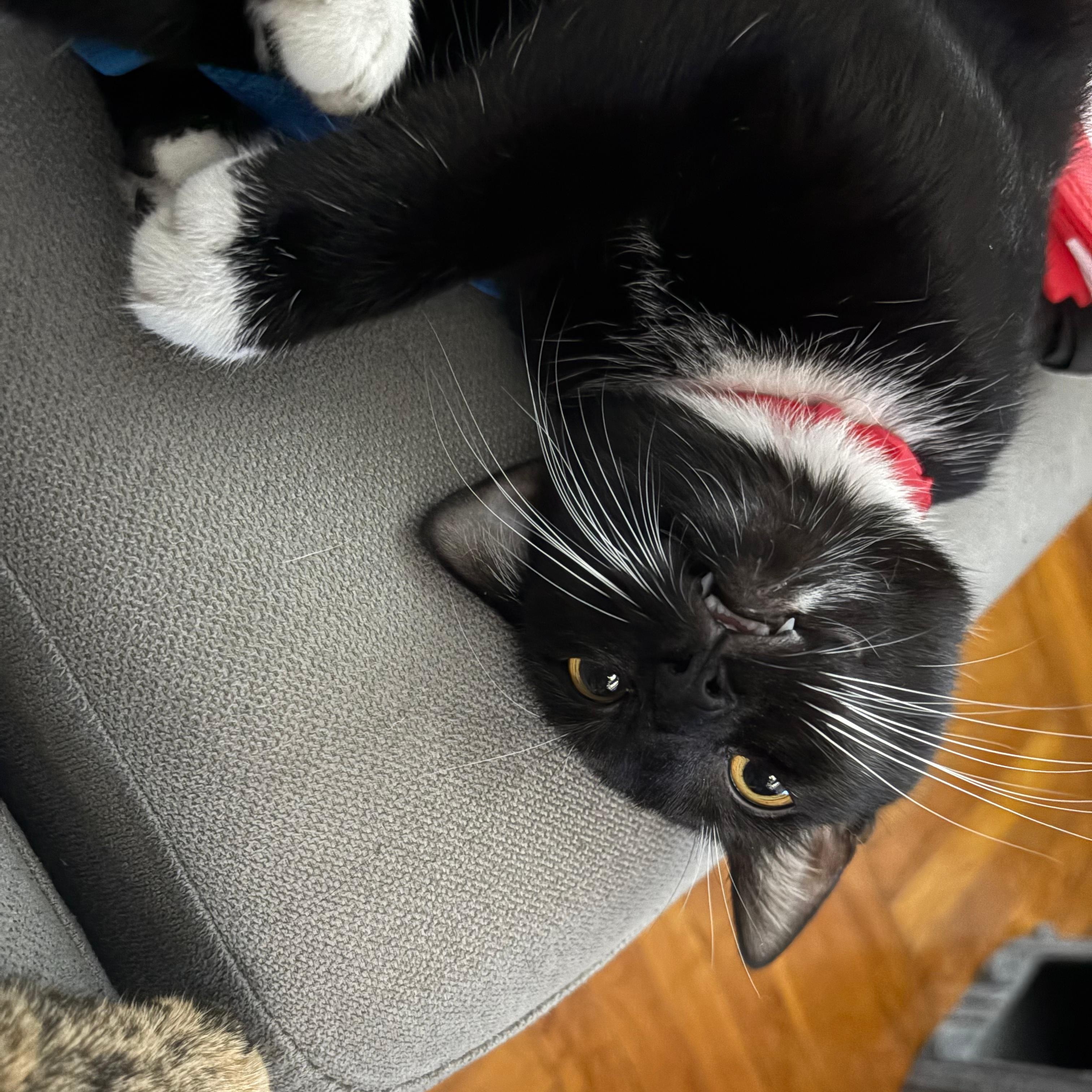 Enlarge Lady Miso, a ADOPTABLE American Shorthair in New York, NY image 4/5