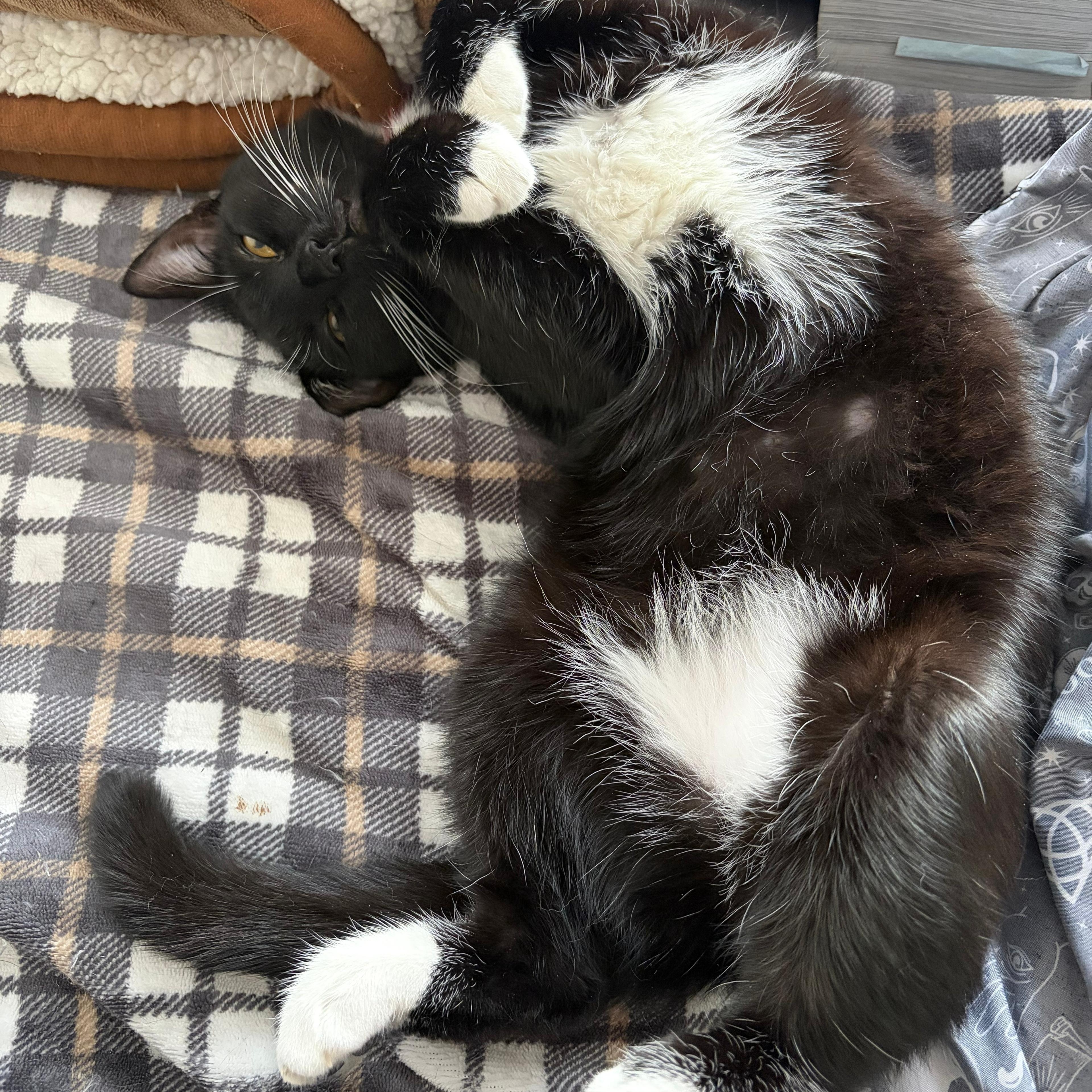 Enlarge Lady Miso, a ADOPTABLE American Shorthair in New York, NY image 3/5