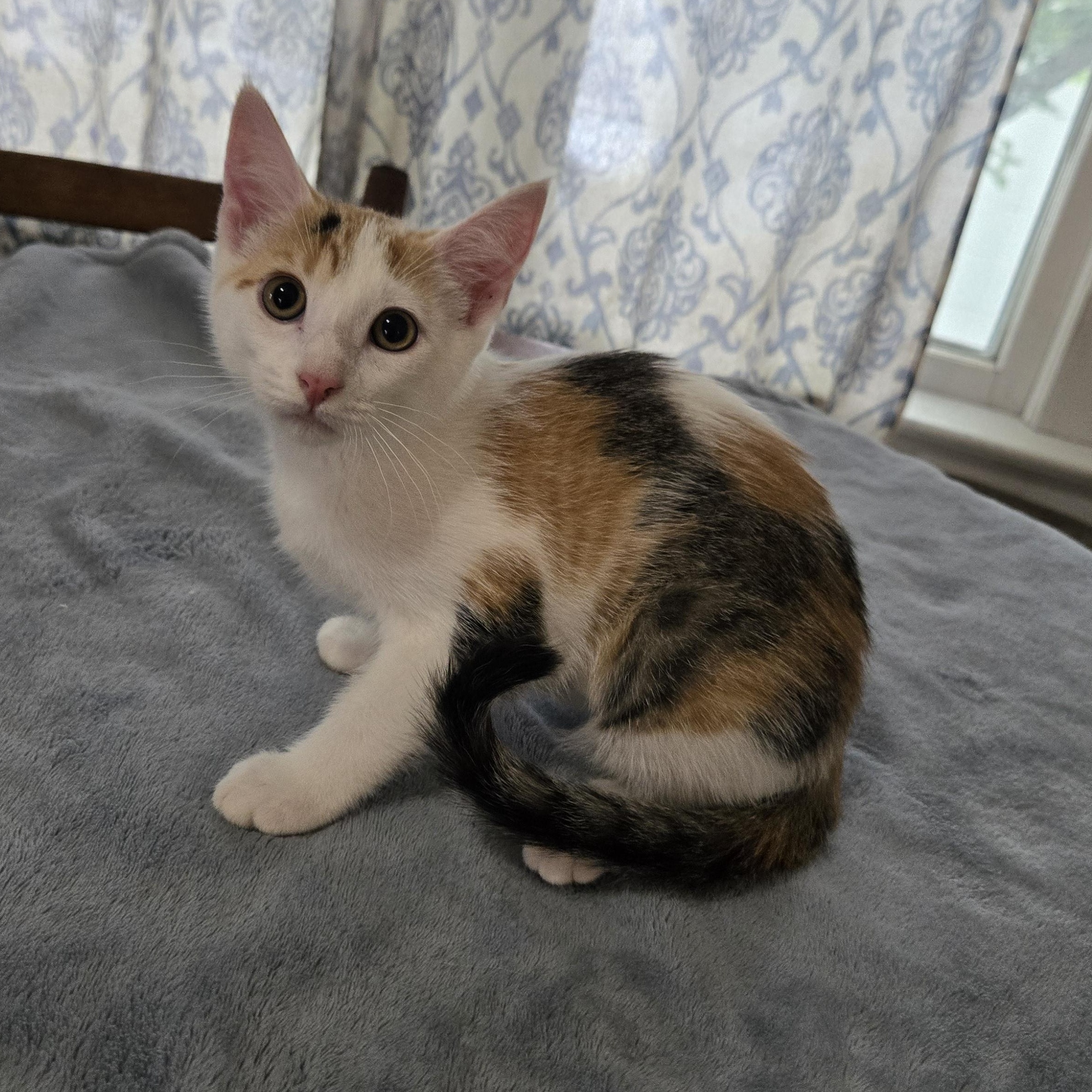 Charm, a ADOPTABLE Domestic Short Hair in Sedalia, MO image 1/3
