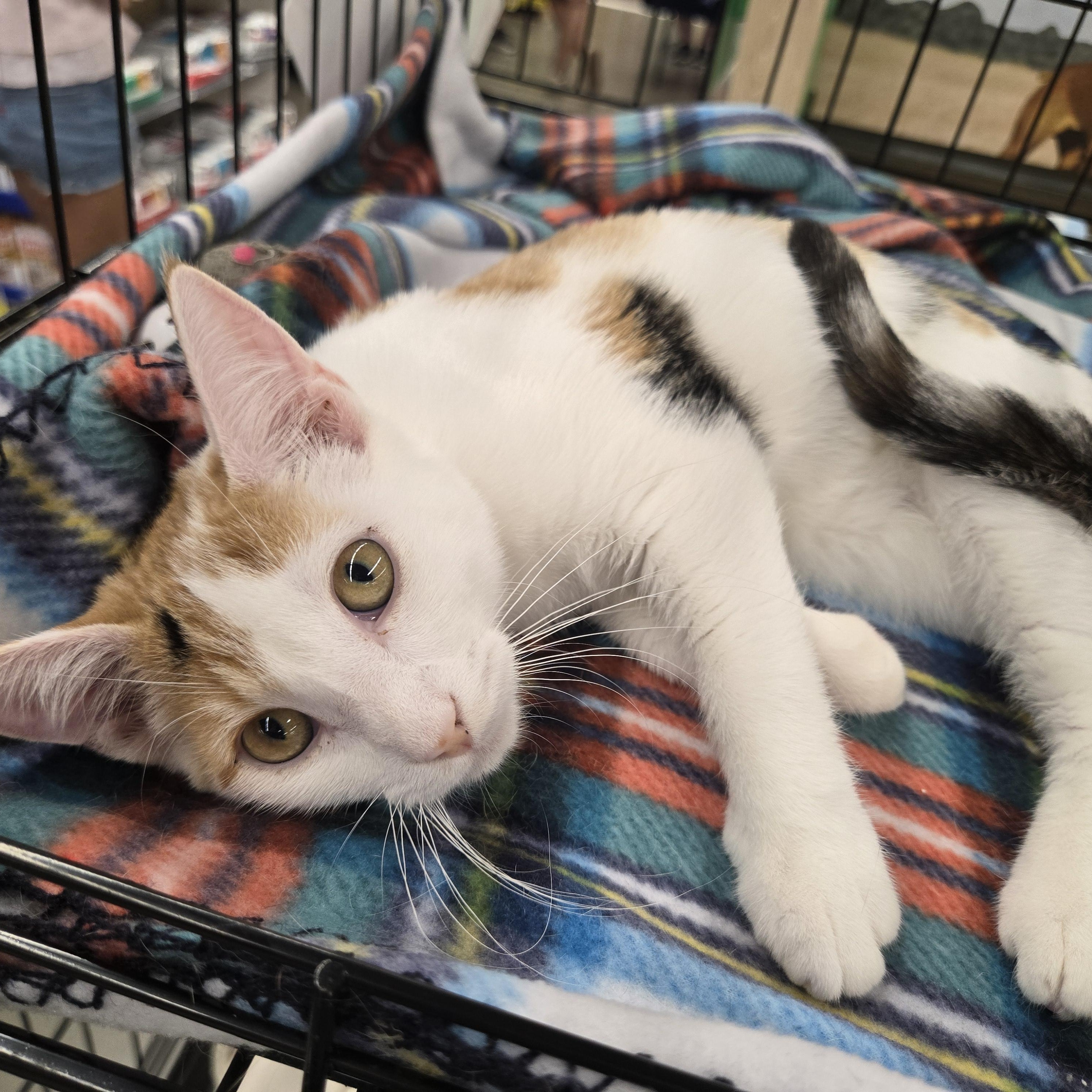 Charm, a ADOPTABLE Domestic Short Hair in Sedalia, MO image 4/4