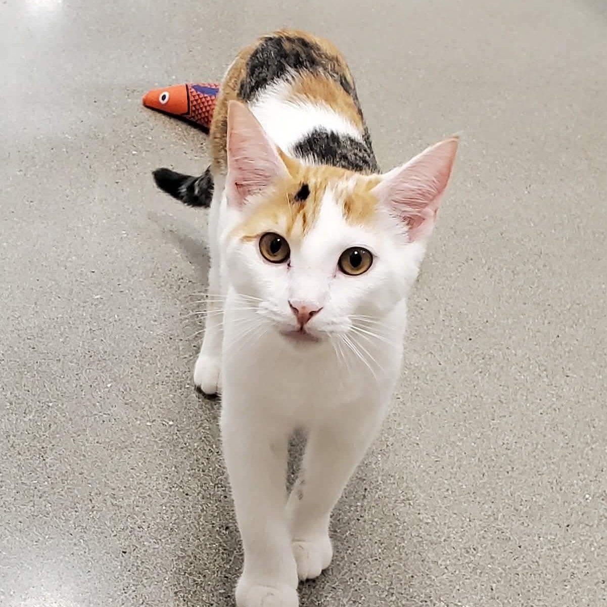 Charm, a ADOPTABLE Domestic Short Hair in Sedalia, MO image 2/4