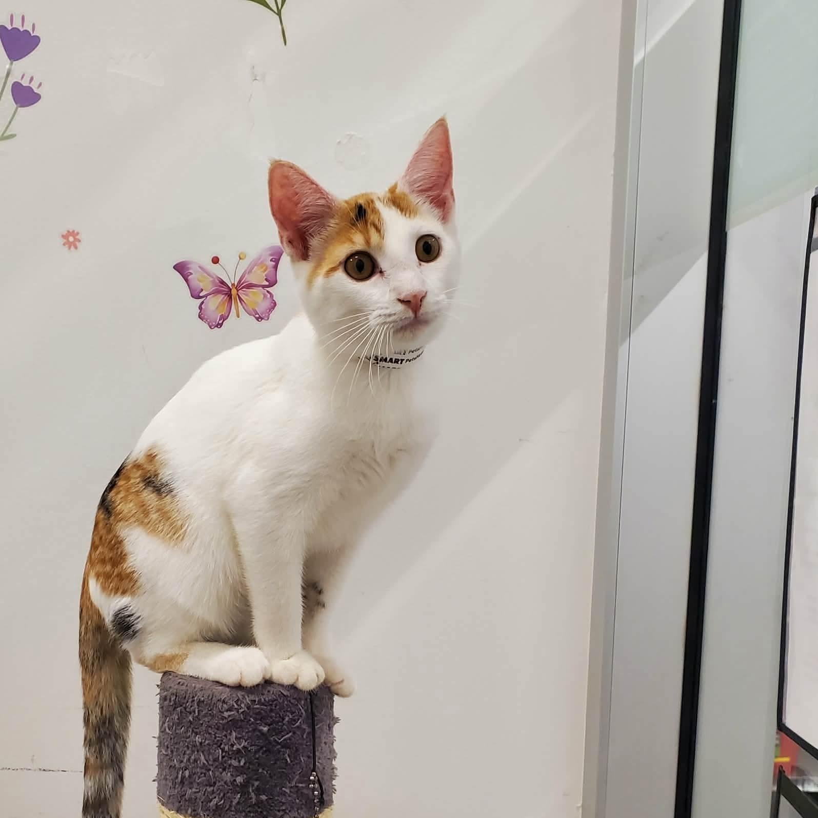 Charm, ADOPTABLE, Kitten Female Domestic Short Hair.