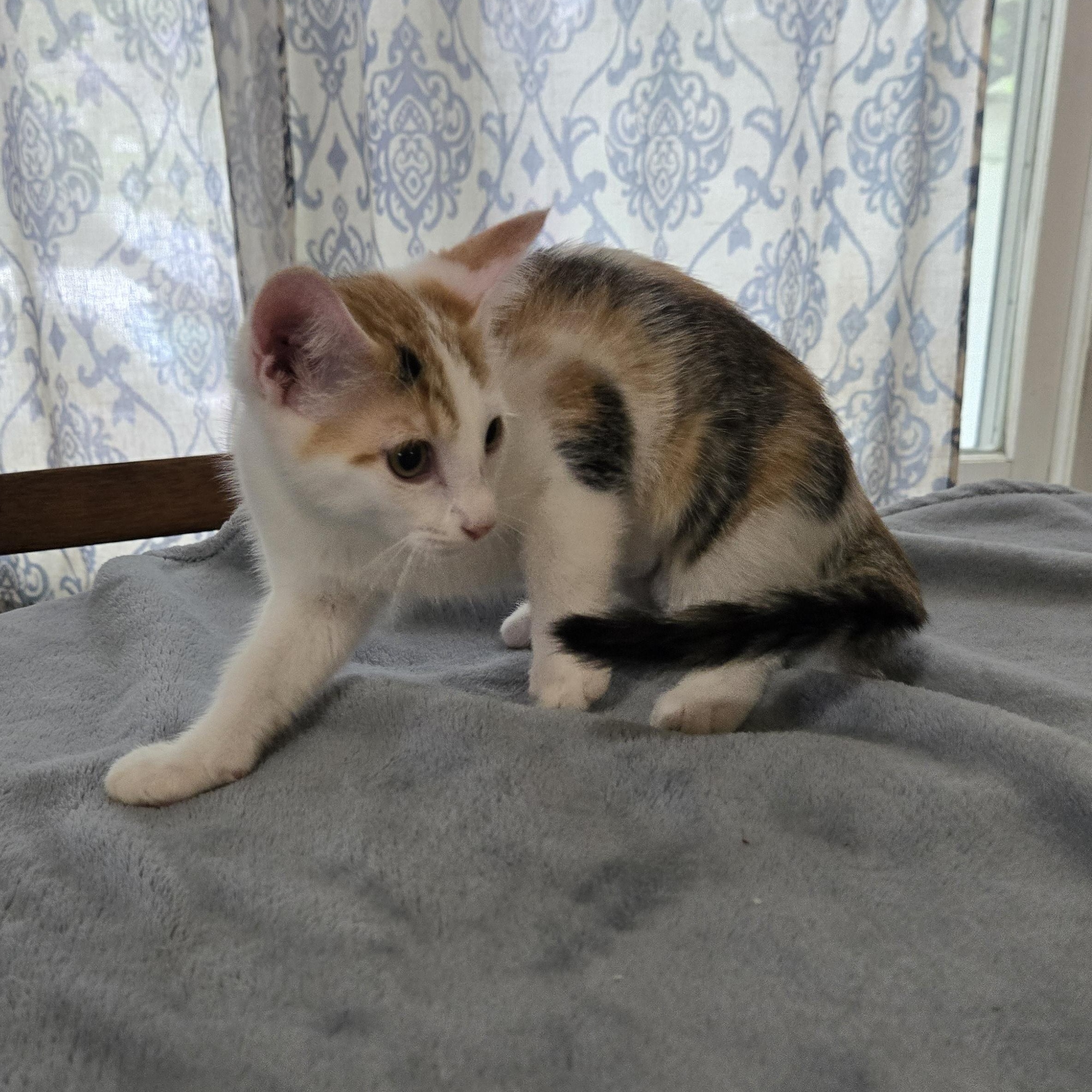 Charm, a ADOPTABLE Domestic Short Hair in Sedalia, MO image 2/3