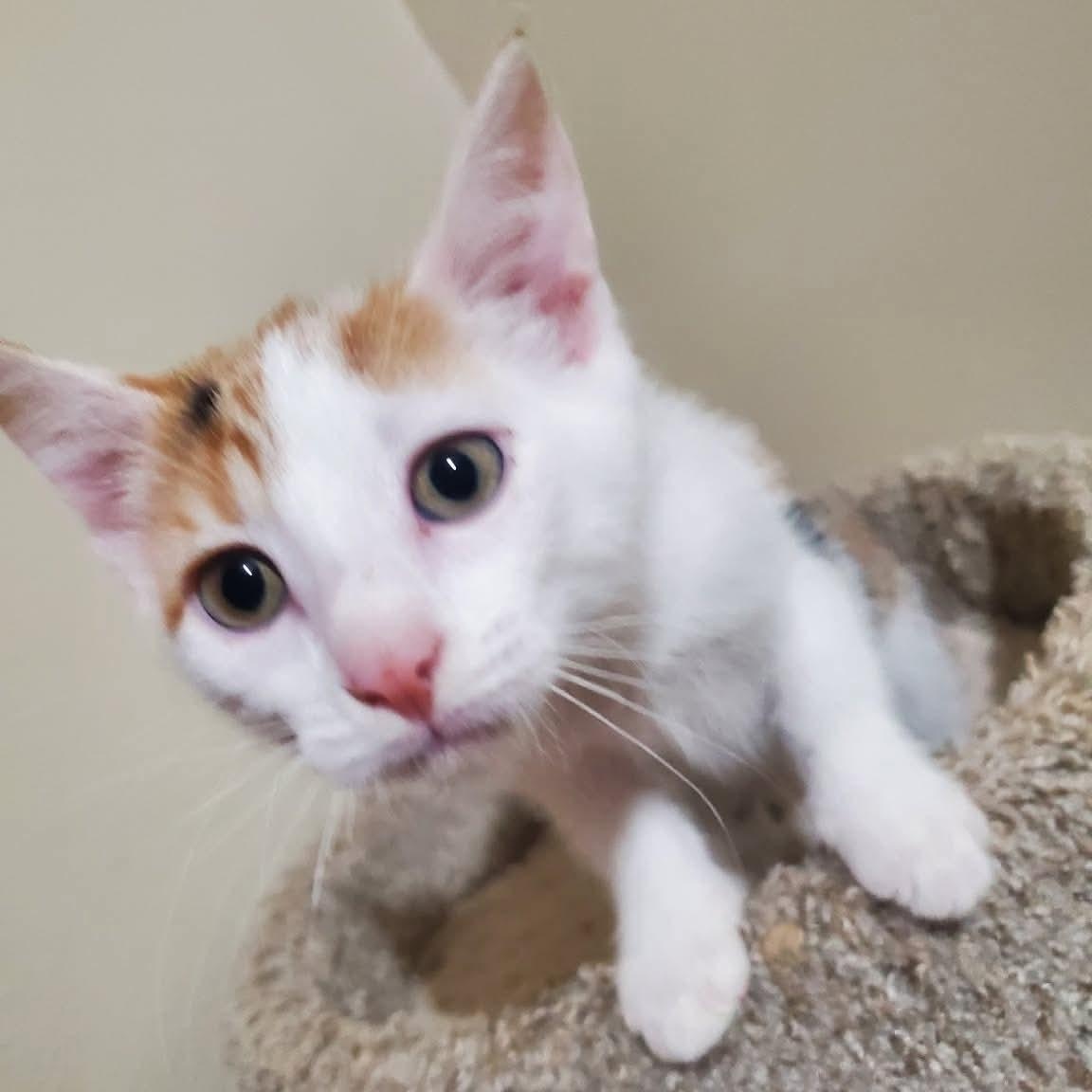 Charm, a ADOPTABLE Domestic Short Hair in Sedalia, MO image 3/3