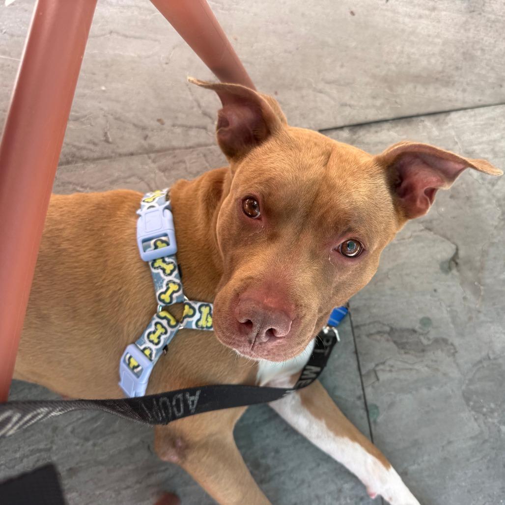 Peanut, Adoptable, Adult Female Pit Bull Terrier.