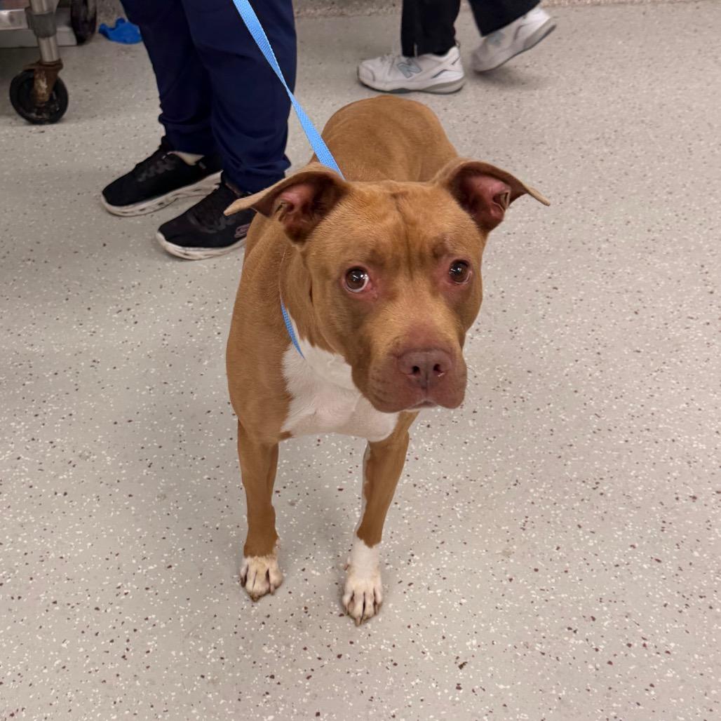 Enlarge Peanut, a Adoptable Pit Bull Terrier in Indianapolis, IN image 2/2