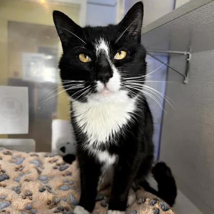 Stream, Adoptable, Adult Male Domestic Short Hair.