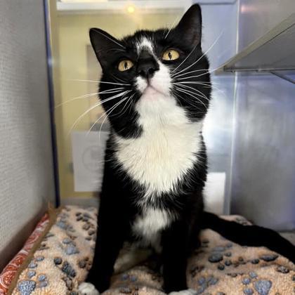 Enlarge Stream, a Adoptable mixed breed in Richmond, VA image 2/3