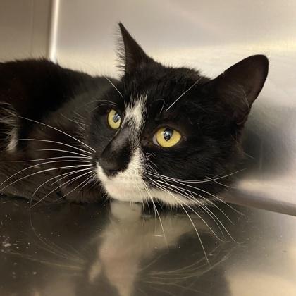 Enlarge Stream, a Adoptable mixed breed in Richmond, VA image 3/3