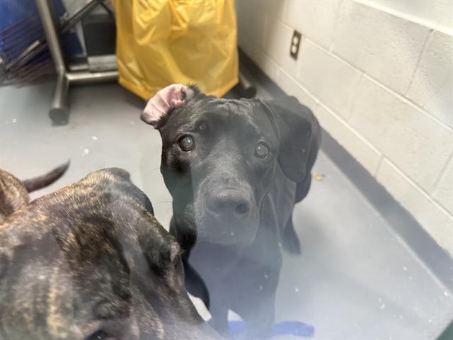 XENA, Adoptable, Young Female Labrador Retriever & Mixed Breed.