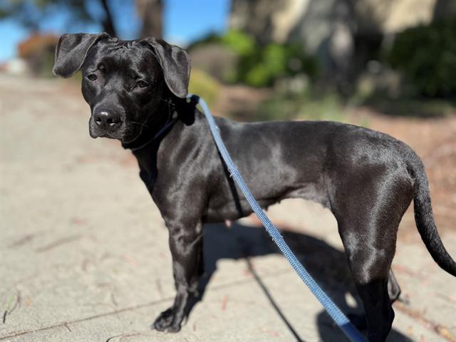 Enlarge XENA, a Adoptable mixed breed in Antioch, CA image 1/1