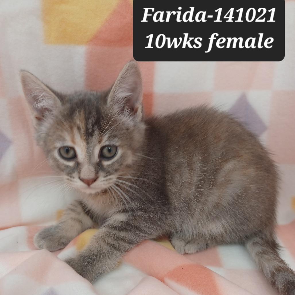 Enlarge Farida, a Adoptable Domestic Short Hair in New Tazewell, TN image 1/1