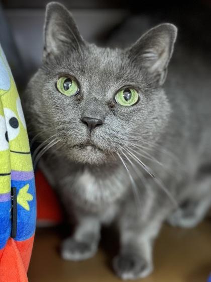 Baby Kitty -$25, Adoptable, Adult Female Domestic Short Hair & Domestic Short Hair.