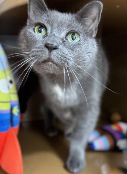 Enlarge Baby Kitty -$25, a Adoptable mixed breed in Seneca, SC image 2/3